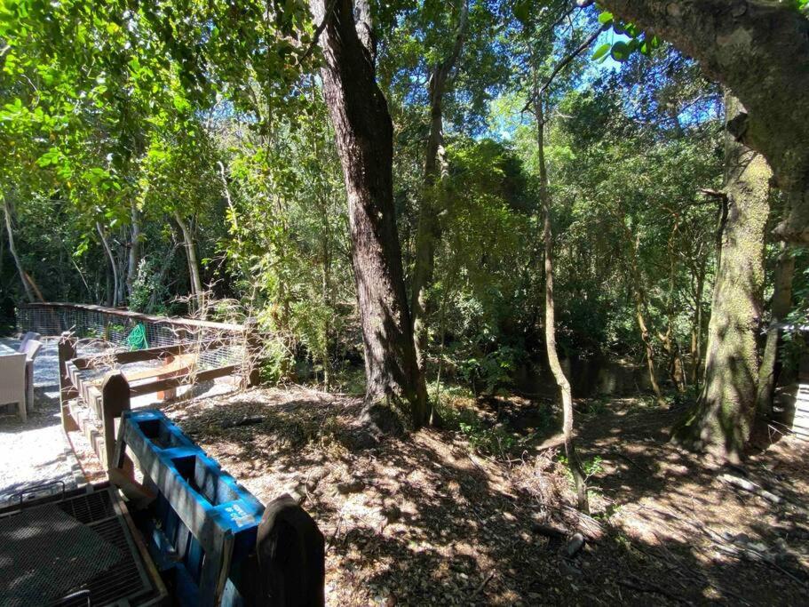 Acogedora Cabana Al Borde Del Rio Claro Villa Pucón Esterno foto